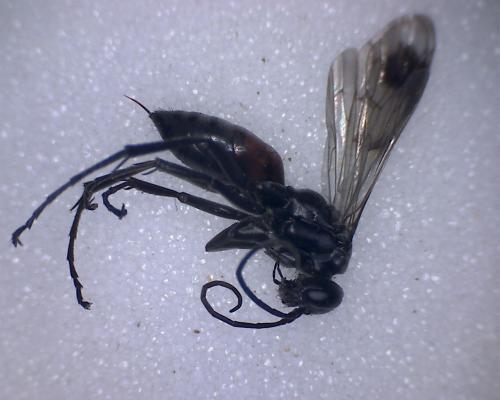 Réf. 290 566 : Caliadurgus fasciatellus